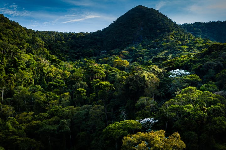 Biomas Launches Landmark Reforestation Project to Restore Atlantic Rainforest